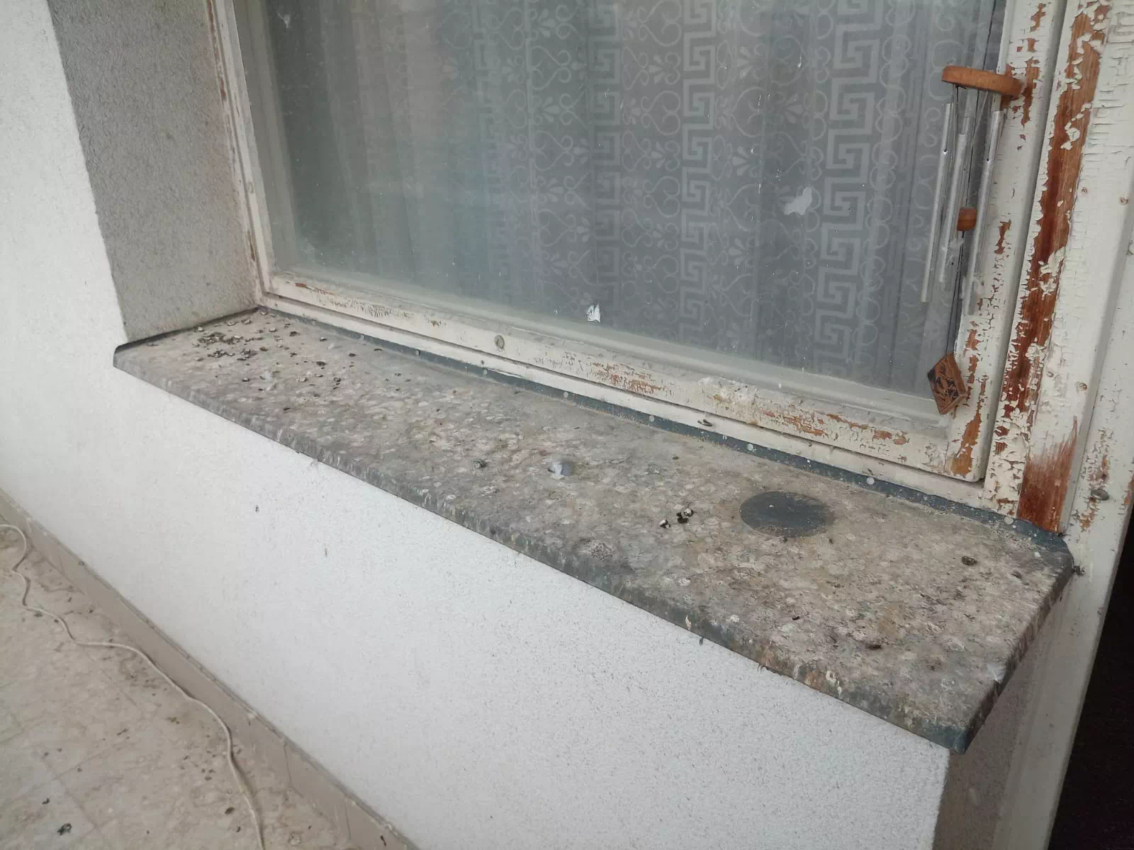 Dezinfekce a úklid po holubech ​​​​​​​​​​​​​Poděbrady
